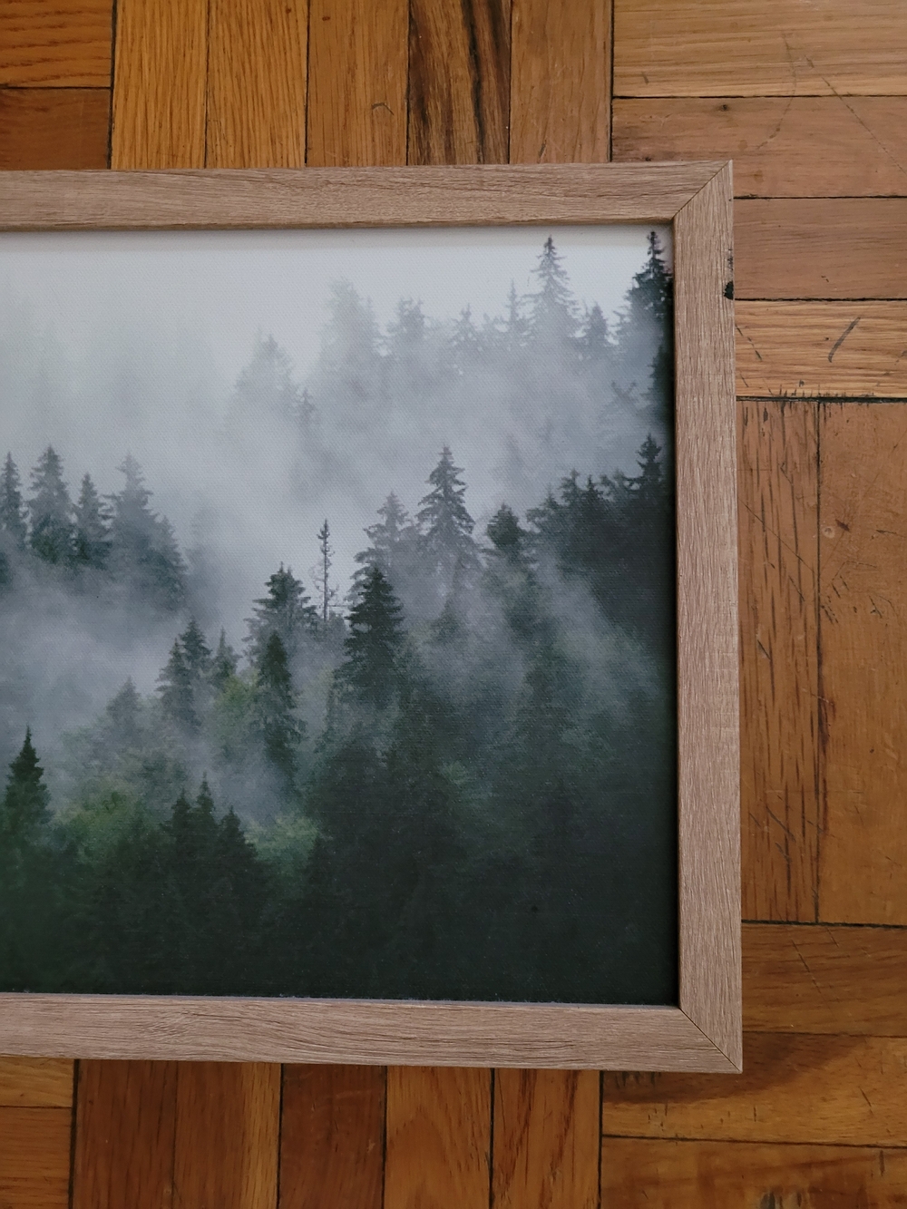 Framed Evergreen Forest Canvas Wall Art - Green Mist